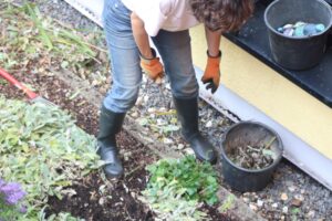 Eine Person im Garten entfernt Unkraut und trägt Gummistiefel und Handschuhe.