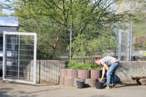 Person gartnet neben einem Zaun und bepflanzt Töpfe.
