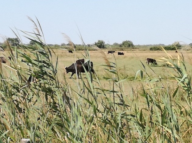 Schwarze Kühe weiden in einer grünen Wiese, umgeben von hohen Gräsern.