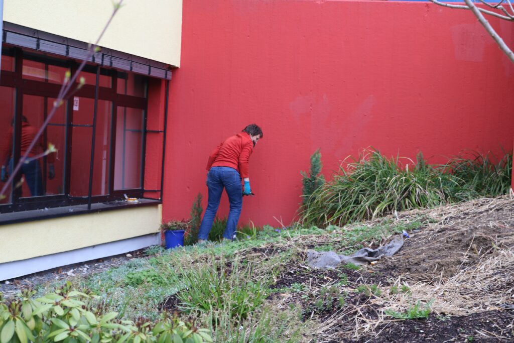 Person in rotem Pullover malt eine rote Wand, umgeben von Pflanzen.