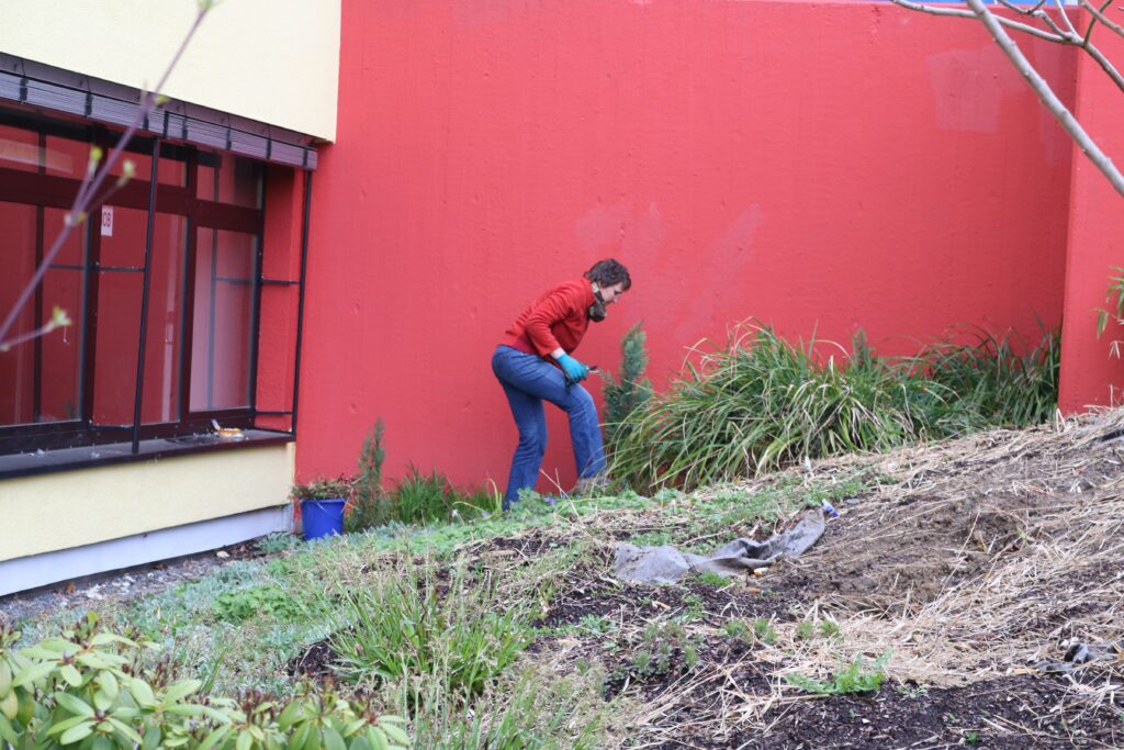 Person pflegt Pflanzen vor roter Wand in einem Schulhof.
