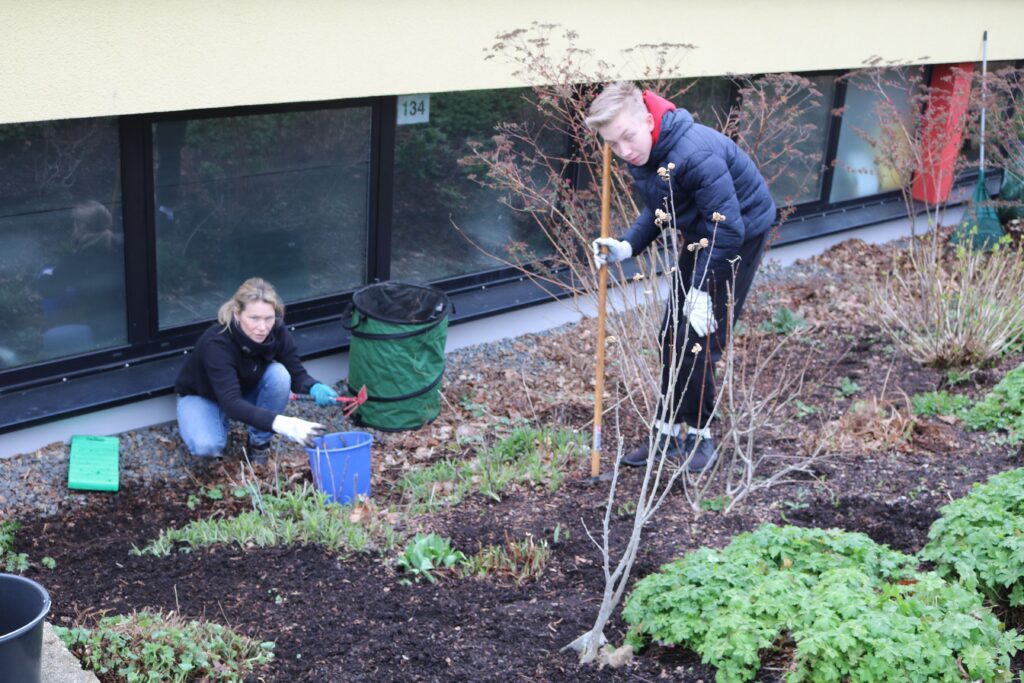 Zwei Schüler arbeiten im Schulgarten und pflegen Pflanzen.