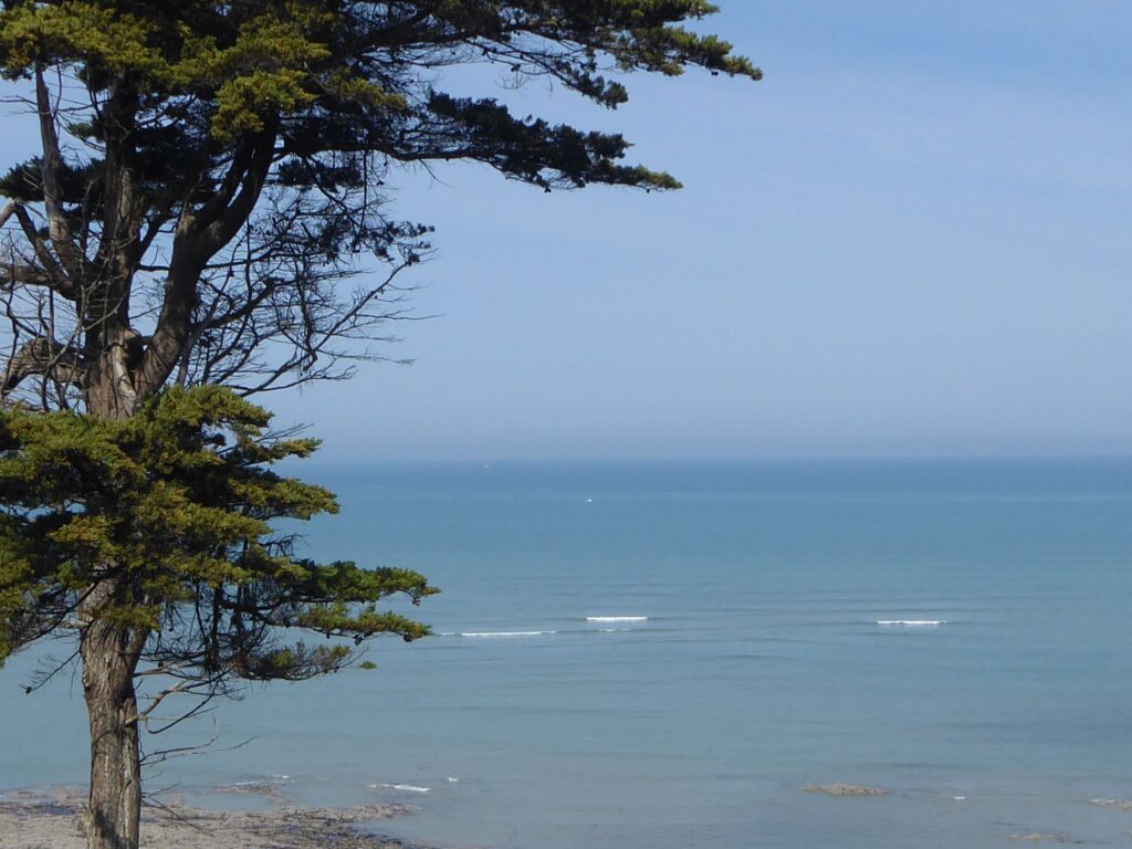 Blick auf das ruhige Meer mit einem Baum im Vordergrund.