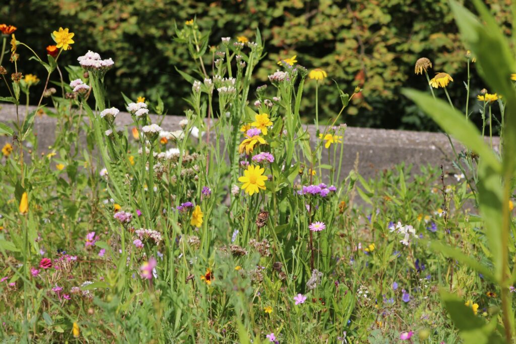 Bunte Wildblumen auf einer grünen Wiese.