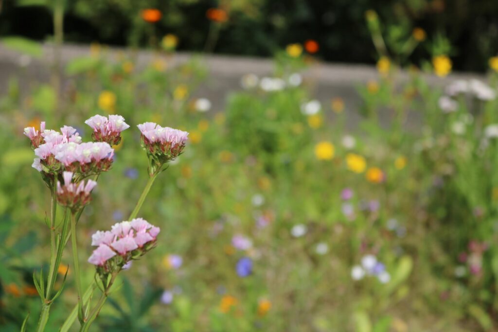 Bunte Blumenwiese mit pinken und gelben Blüten im Vordergrund.