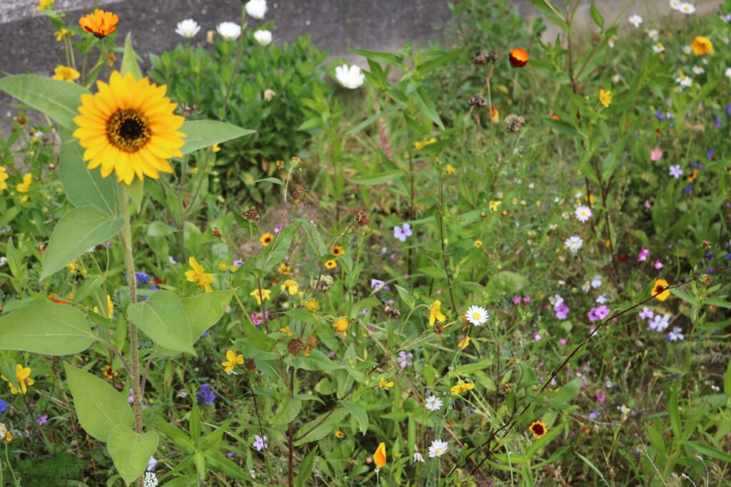 Bunte Wildblumenwiese mit Sonnenblume im Vordergrund.