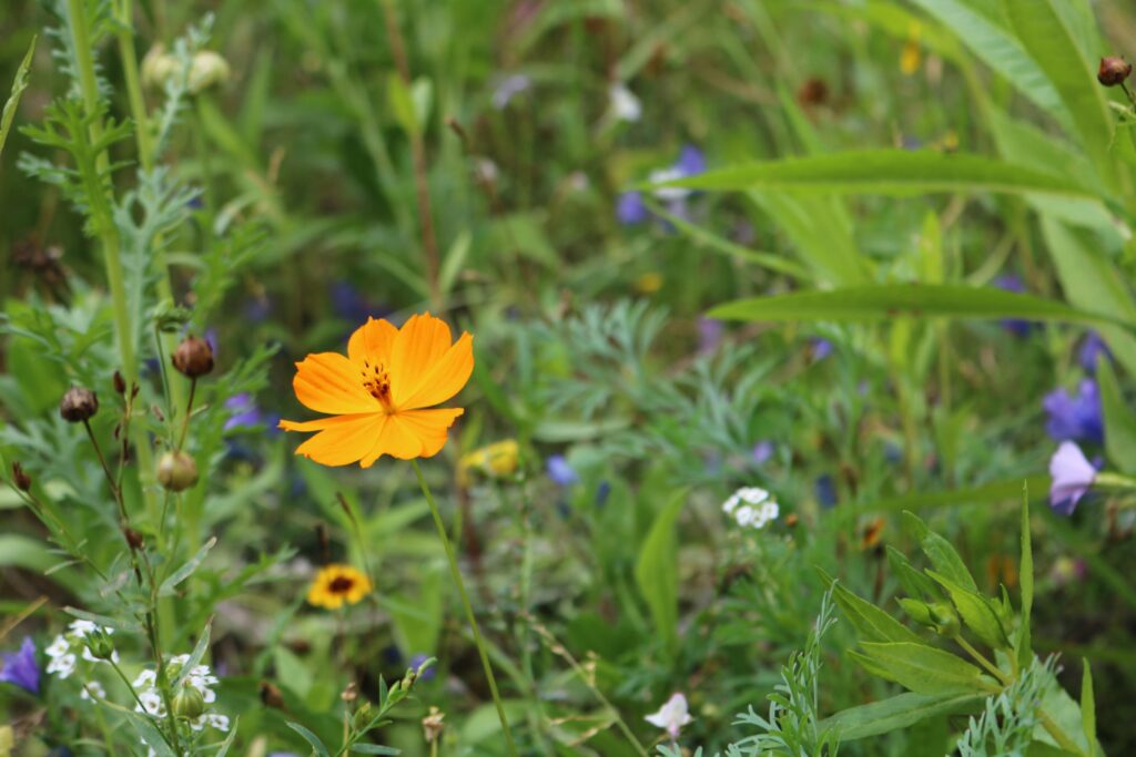 Bunte Wiese mit einer orangefarbenen Blume und verschiedenen anderen Pflanzen.