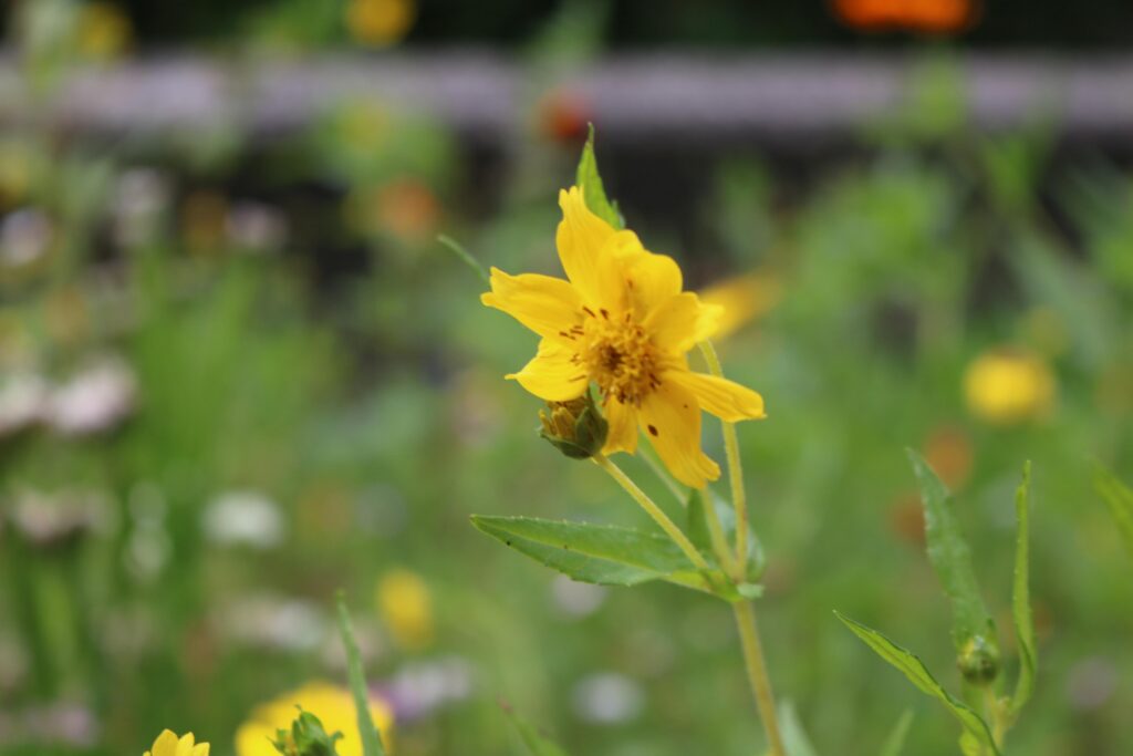 Gelbe Blume mit grünen Blättern in einer bunten Wiese.