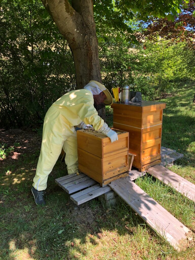 Im Bild ist eine Person in einem Schutzanzug, die einen Bienenstock öffnet.