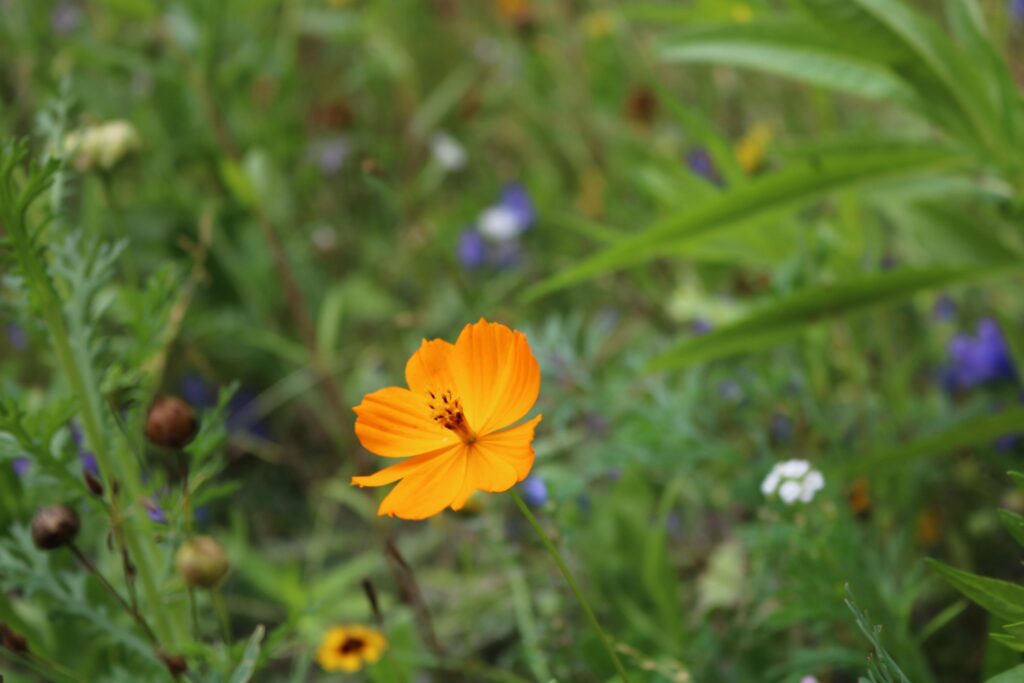 Orangefarbene Blüte umgeben von grünen Pflanzen und weiteren Blumen.