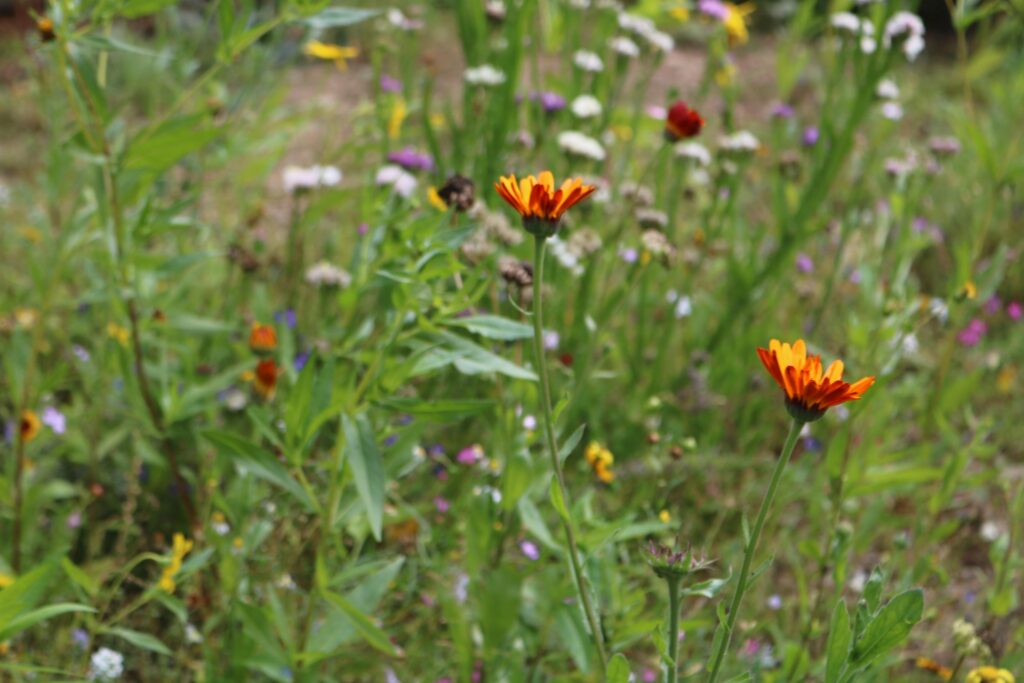 Bunte Blumenwiese mit orangefarbenen und anderen Blüten.