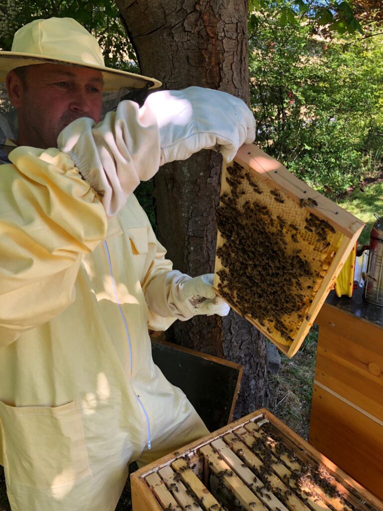 Imker untersucht einen Bienenstock mit einer Wabe voller Bienen.