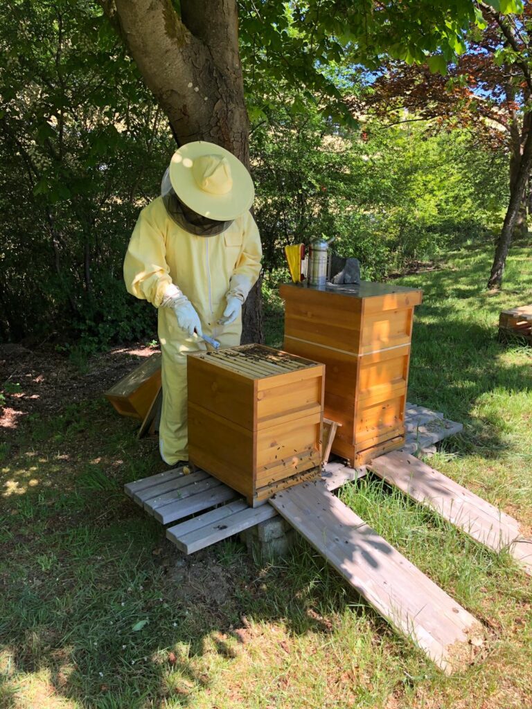 Im Bild ist ein Imker in Schutzkleidung, der an Bienenstöcken arbeitet.