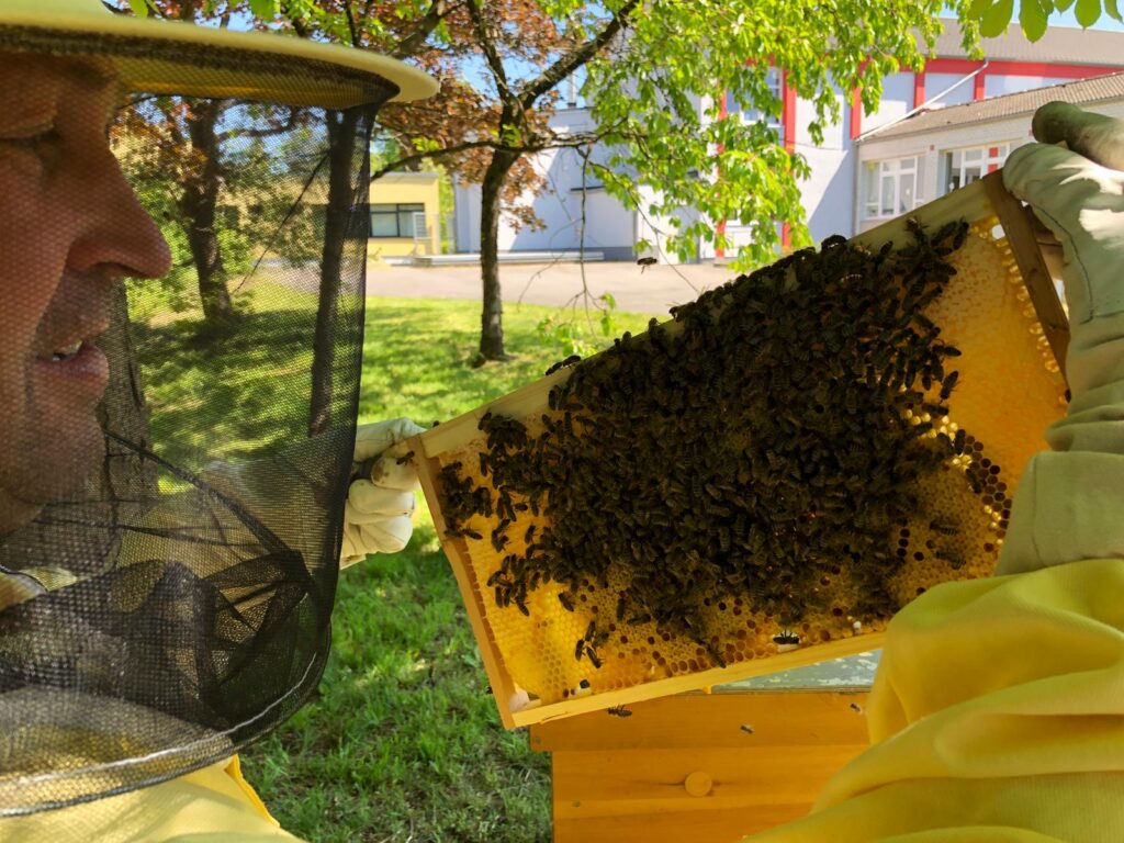 Im Bild ist ein Imker mit Schutzkleidung zu sehen, der eine Wabe mit Bienen hält.