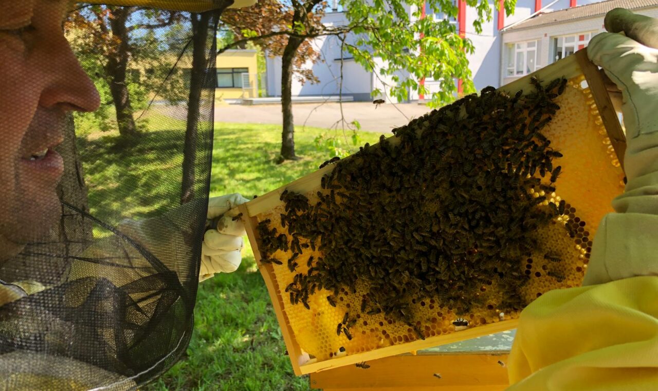 Im Bild ist ein Imker mit Schutzkleidung zu sehen, der eine Wabe mit Bienen hält.