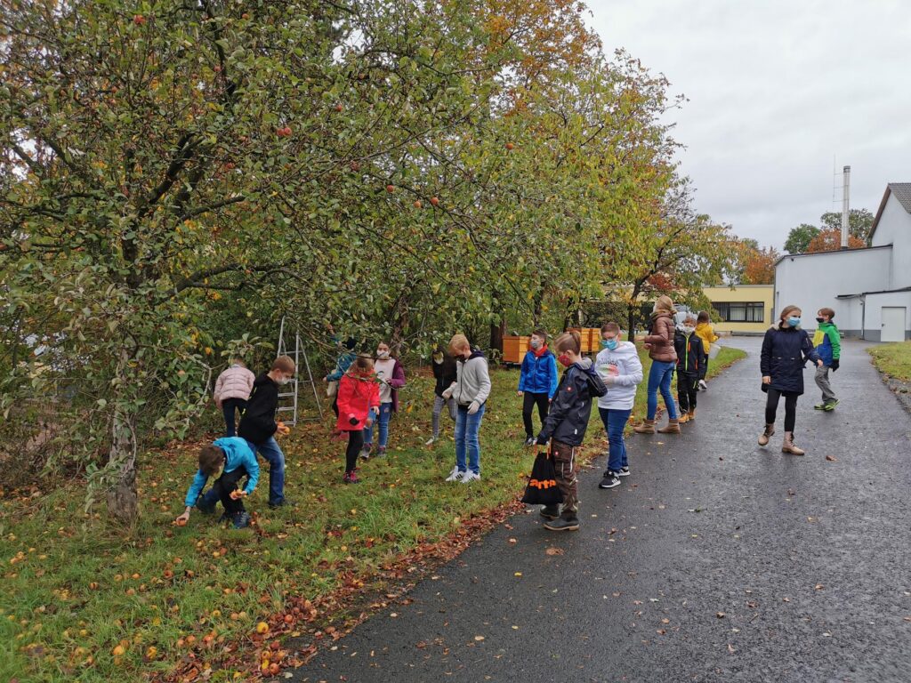 Schüler sammeln Äpfel unter einem Baum auf einem Schulgelände im Herbst.