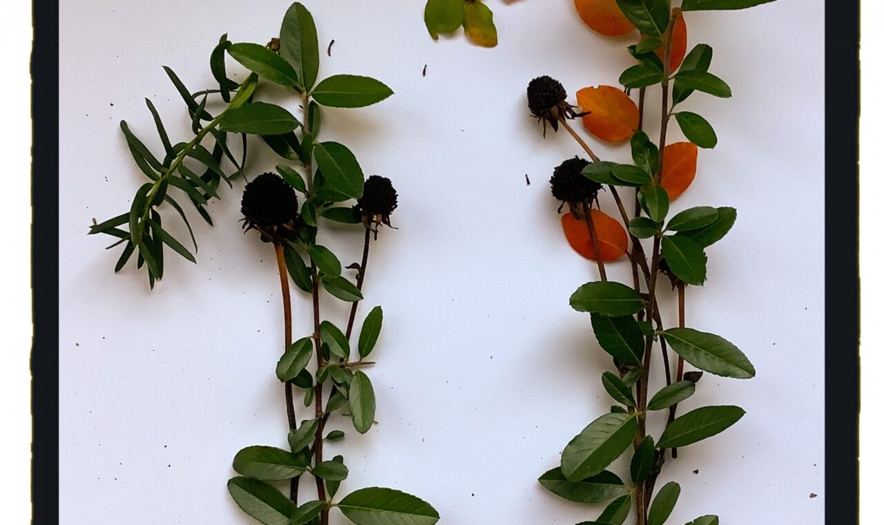 Zwei Pflanzenzweige mit grünen Blättern, schwarzen Beeren und orangefarbenen Blättern.