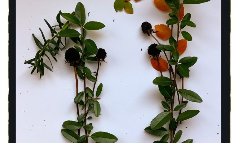 Zwei Pflanzenzweige mit grünen Blättern, schwarzen Beeren und orangefarbenen Blättern.