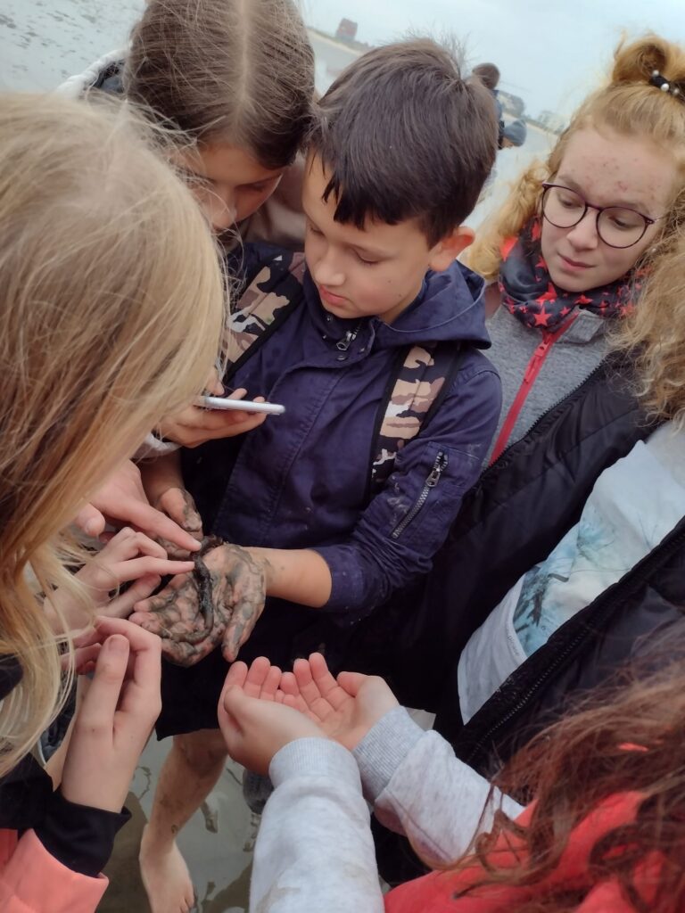 Schülerinnen und Schüler erkunden den Strand und halten ein Meereslebewesen.
