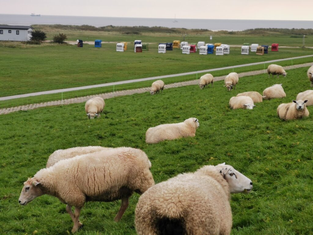 Schafe auf einer grünen Wiese mit Blick auf ein Gebäude und Bienenstöcke.