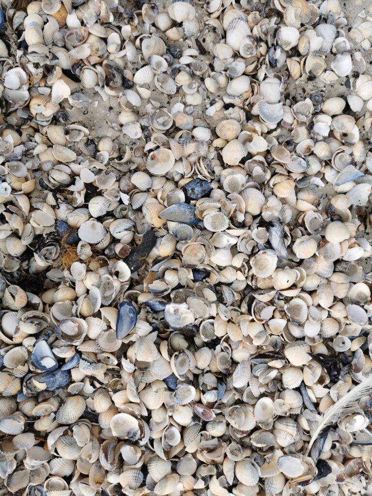 Zahlreiche Muschelreste auf sandigem Untergrund.