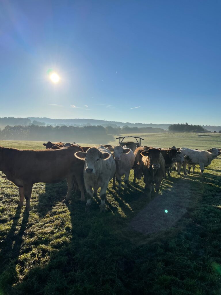 Eine Gruppe von Kühen auf einer weiten Wiese bei Sonnenaufgang.