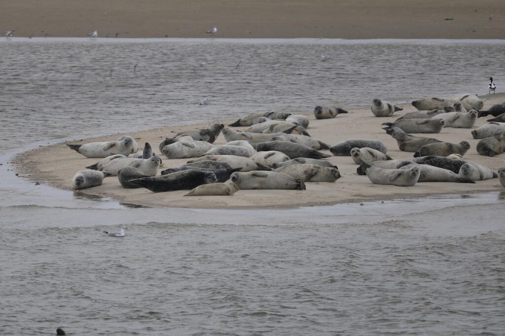 Seehunde liegen auf einer Sandbank in flachem Wasser.