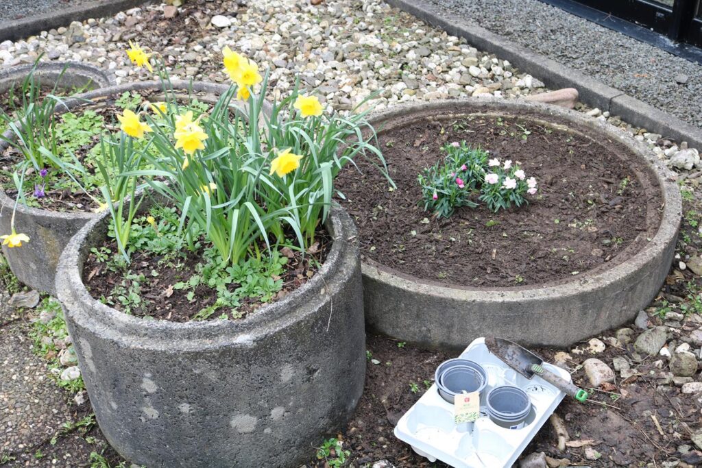 Blumenbeete mit gelben Narzissen und einer kleinen Pflanze. Erde und Töpfe liegen daneben.