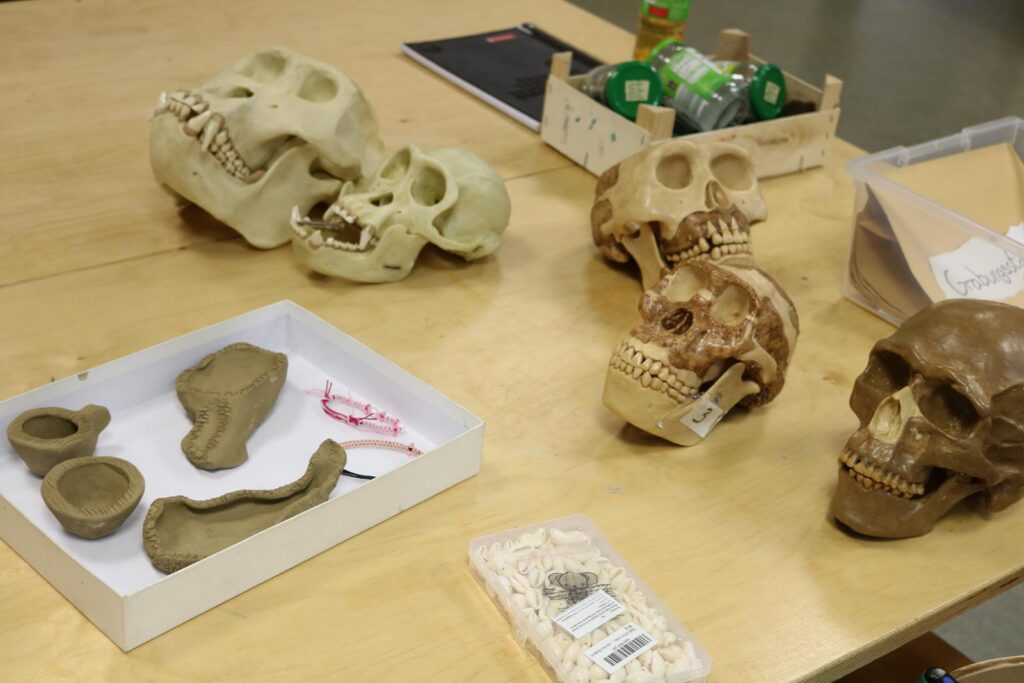 Schädelmodelle und Fossilien auf einem Tisch.