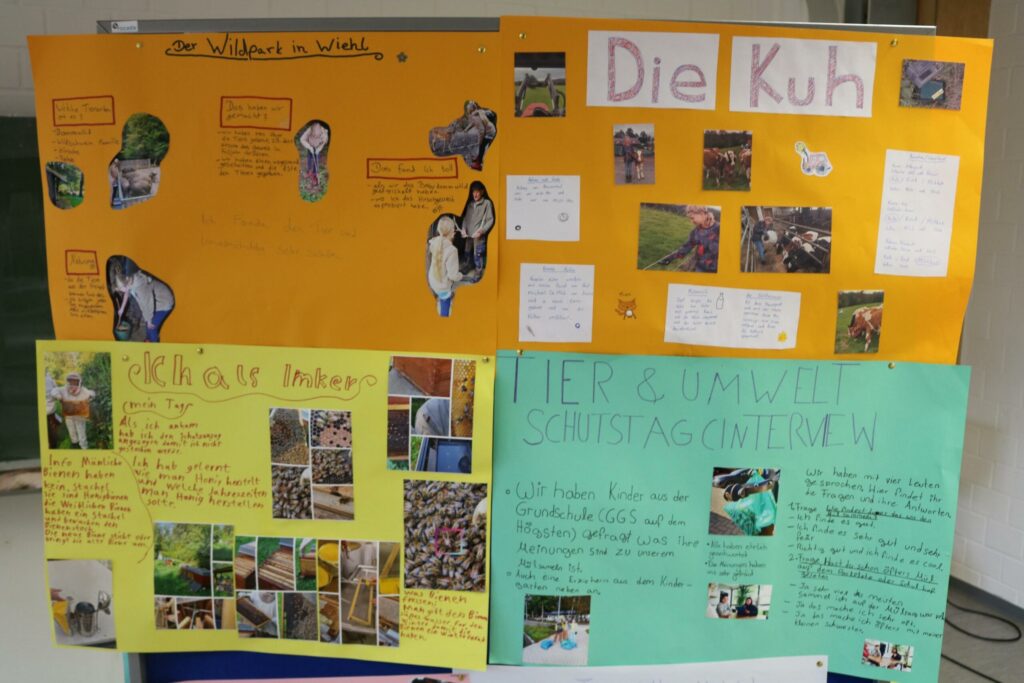 Schulplakat mit Informationen über Kühe und deren Lebensraum.