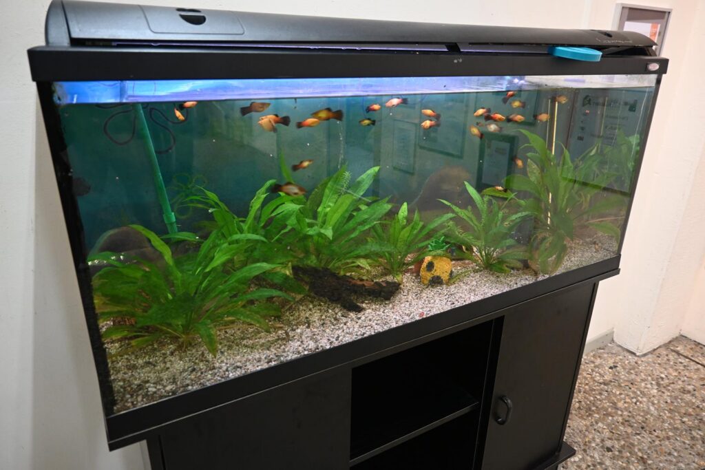 Aquarium mit verschiedenen Fischen und Pflanzen, auf einem schwarzen Unterschrank.